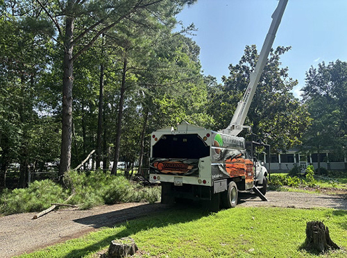 Calvert Tree Removal Service
