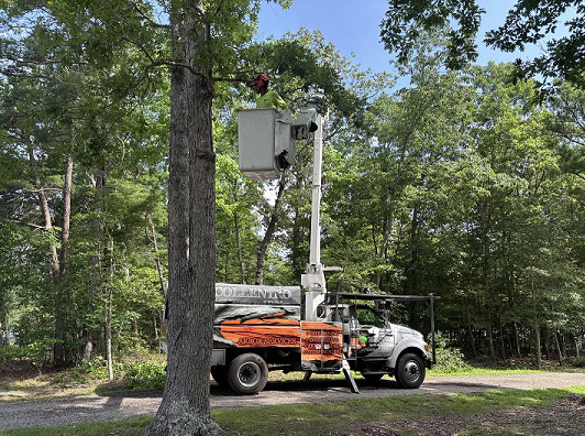 St Marys Tree Service